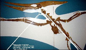 LACM-50926-1a.jpg (19931 bytes)