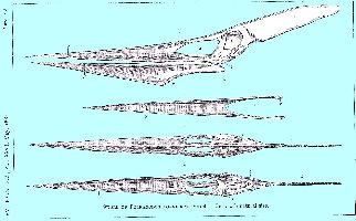 MARSH-1884a.jpg (18914 bytes)