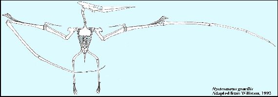 Nyctosaurus1902a.jpg (16508 bytes)