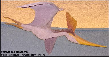 PTERONO2a.jpg (21030 bytes)