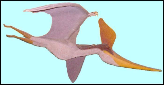PTERONO8a.jpg (24024 bytes)