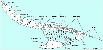 Pter-vertebraea.jpg (19765 bytes)
