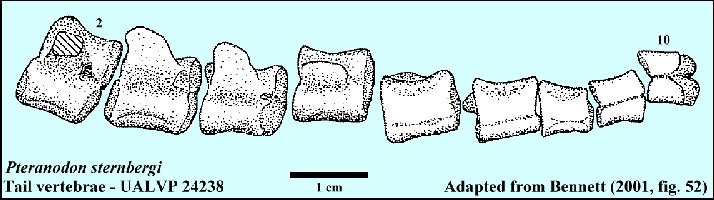 UALVP 24238-Bennett2001FIG52a.jpg (46805 bytes)