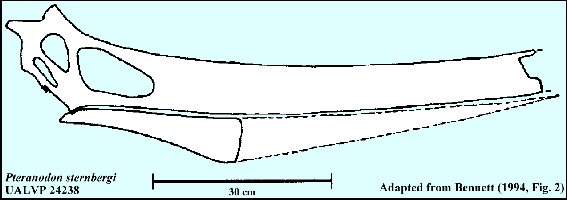 UALVP 24238-Skulla.jpg (24579 bytes)