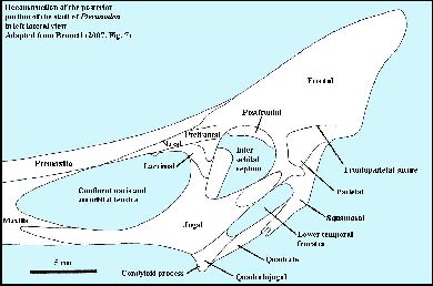 BennettFig7a.jpg (23286 bytes)
