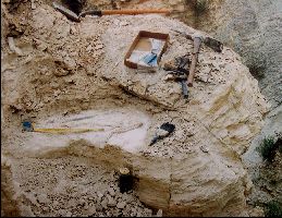 VP7203_Dig03a.jpg (20952 bytes)