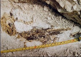 VP7203_Dig04a.jpg (26149 bytes)