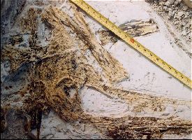 VP7203_Dig06a.jpg (23370 bytes)