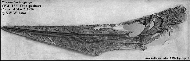 YPM1177-Eatona.jpg (34696 bytes)