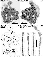YPM1178_Figs5-8a.jpg (12566 bytes)