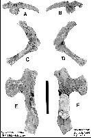 YPM1182_ Fig10a.jpg (8650 bytes)