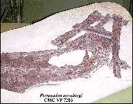 cmc7203y.jpg (7542 bytes)