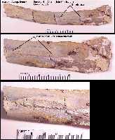 pterlega.jpg (7674 bytes)
