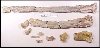 pterlegb.jpg (11070 bytes)