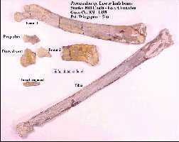 pterlegd.jpg (7335 bytes)