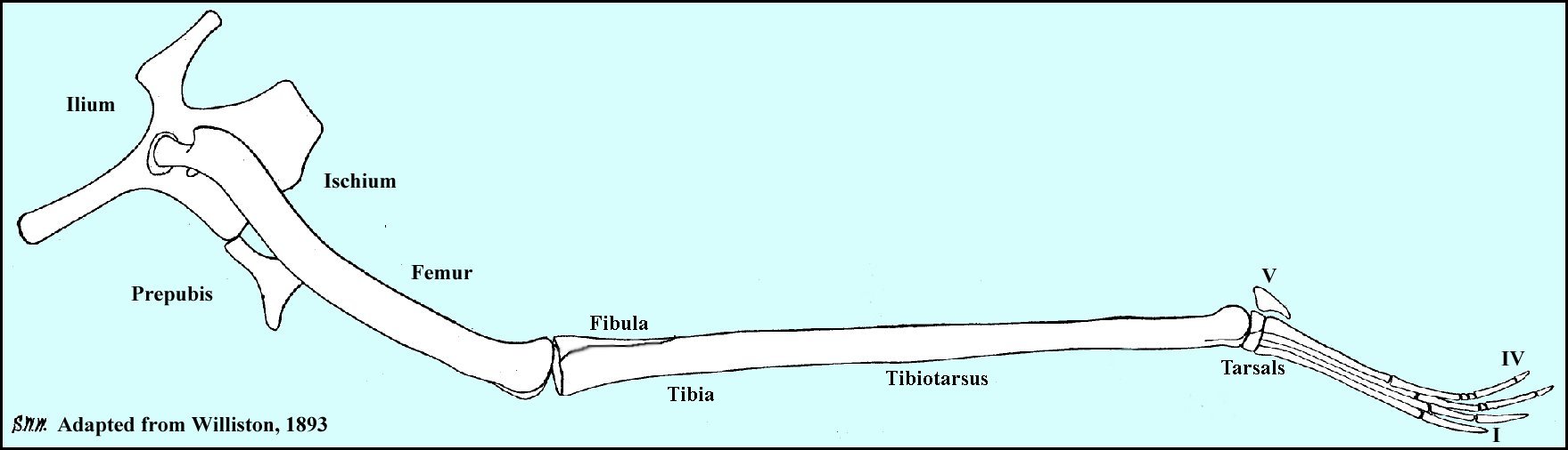 pteroleg.jpg (20062 bytes)
