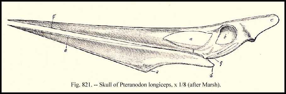 pteroskl.jpg (33683 bytes)