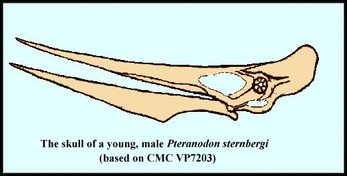pterskul.jpg (29738 bytes)
