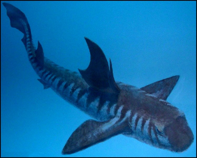 Ptychodus3.jpg (78876 bytes)