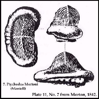 MORTON43a.jpg (37723 bytes)