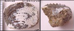 p_marti2.jpg (8789 bytes)