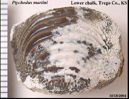 p_martia.jpg (17612 bytes)