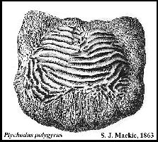 polya.jpg (21900 bytes)