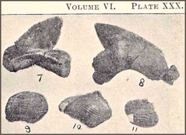 ptyjane2.jpg (33914 bytes)