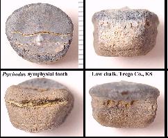 symphis.jpg (14993 bytes)