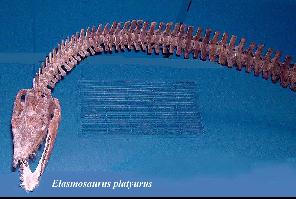 elasmo1a.jpg (14327 bytes)