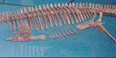 elasmo2a.jpg (25433 bytes)
