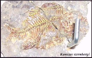 kansiusa.jpg (19066 bytes)