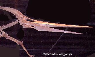 ptero2a.jpg (12715 bytes)