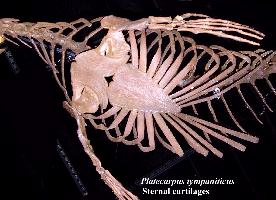 ribcagea.jpg (16554 bytes)