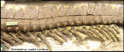 tylotaia.jpg (35701 bytes)