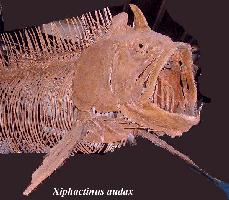 x-fish1a.jpg (13303 bytes)