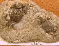 sdcrab1a.jpg (3287 bytes)