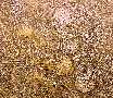 sdcrin1a.jpg (4371 bytes)