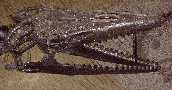 sd452-15.jpg (4142 bytes)