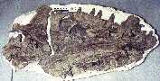 sdhain1a.jpg (5221 bytes)