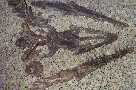 sdplat1a.jpg (3923 bytes)
