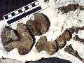 sdplio1a.jpg (4173 bytes)