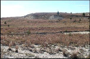 ellis01a.jpg (23047 bytes)