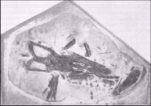 tyloda.jpg (30559 bytes)
