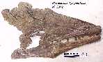 vp2077a.jpg (3556 bytes)