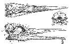 hesper4a.jpg (3710 bytes)