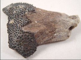 skull2a.jpg (14307 bytes)