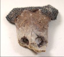 skull3a.jpg (9074 bytes)