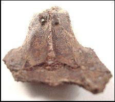 skull5a.jpg (9551 bytes)