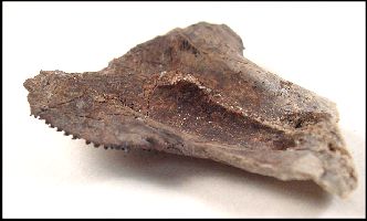 skull6a.jpg (13970 bytes)